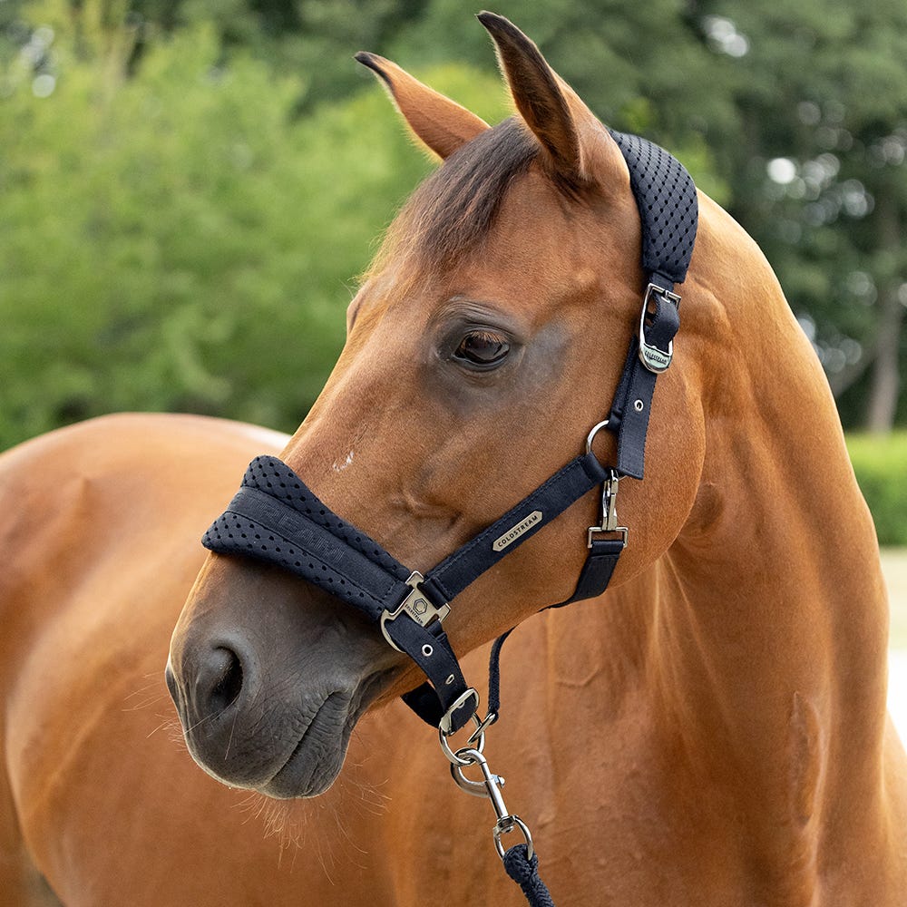 Coldstream Middleton Air Flow Head Collar &amp; Lead Rope image 1